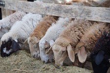 В овцеводстве Ставрополье демонстрирует положительную динамику. Минсельхоз края 
