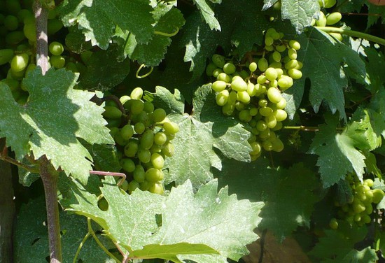 Ставропольский виноград