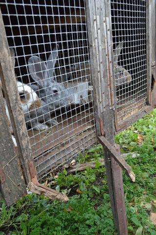 Деревянный «дом» спас кроликов,  но пострадала обшивка