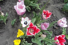 Амаля Сагомоновна Сивцова, ул. Щорса, 56. На своей усадьбе вырастила 3 тысячи красивейших тюльпанов.