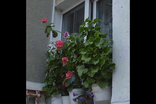 Окно 4-й квартиры в доме по ул. Васильева, 8: пеларгонии выдержали жару.