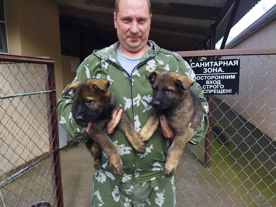 Инспектор-кинолог лейтенант полиции Павел Ветренников с щенками немецкой овчарки. 