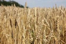 Поле пшеницы, Ставрополье. Фото минсельхоз СК