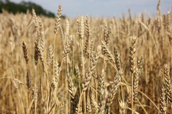 Поле пшеницы, Ставрополье. Фото минсельхоз СК