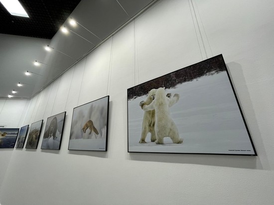 Фотовыставка о дикой природе. Музейно-выставочный комплекс «Россия – Моя история»