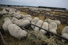 Поголовье овец на Ставрополье увеличится. Пресс-служба минсельхоза СК