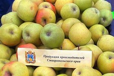 Ставропольские яблоки. Фото администрации Ставрополя