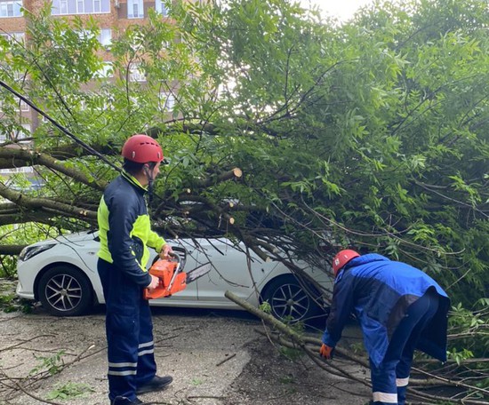 Распил поваленных стихией деревьев. Пресс-служба администрации города Ставрополя