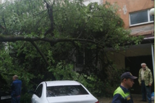 Спасатели распиливают дерево около многоэтажки. Администрация города Ставрополя